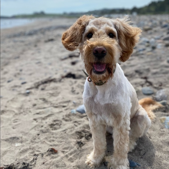 Meet your Posher, Nicolle (📍Halifax, NS) - Picture 8 of 8